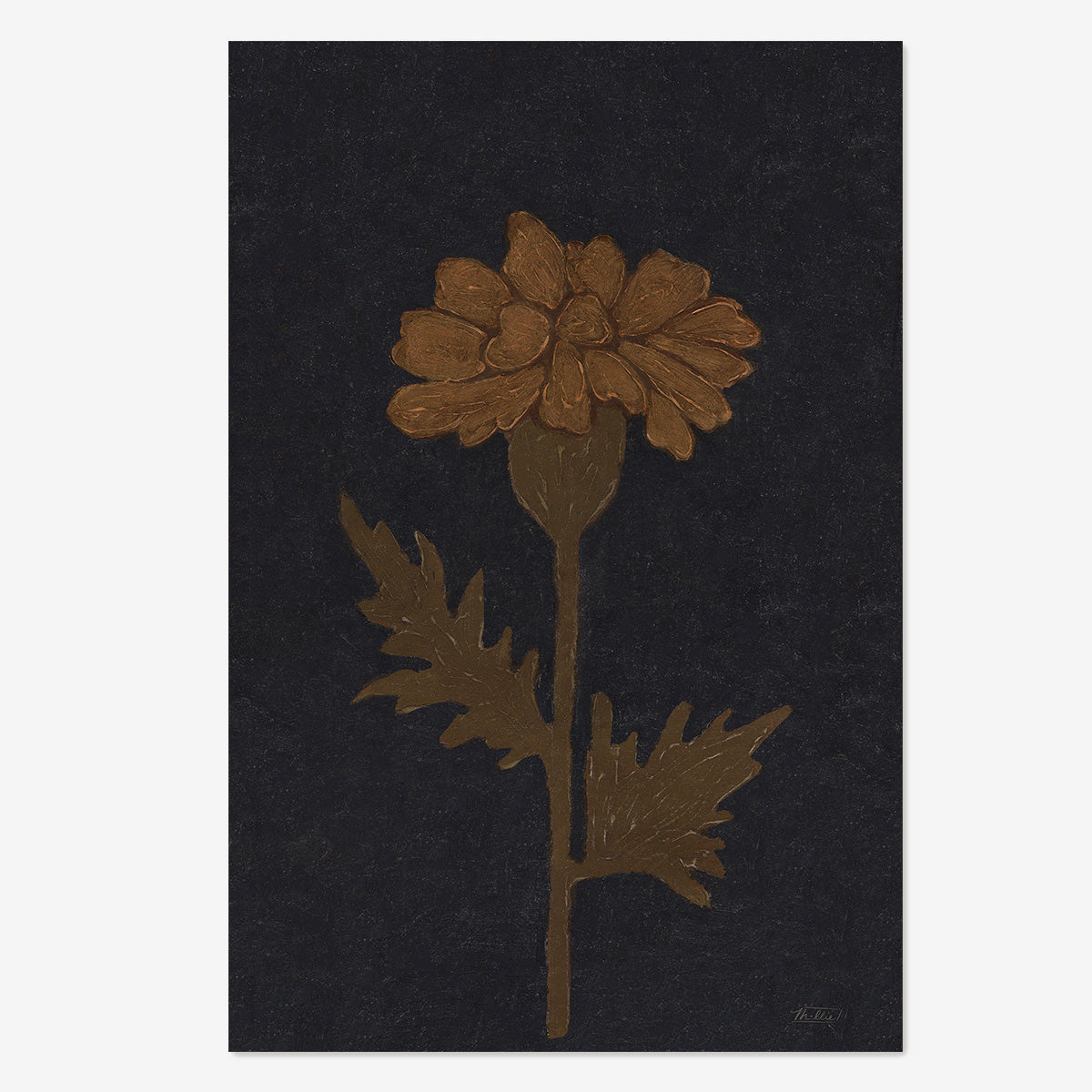 Marigold in Black
