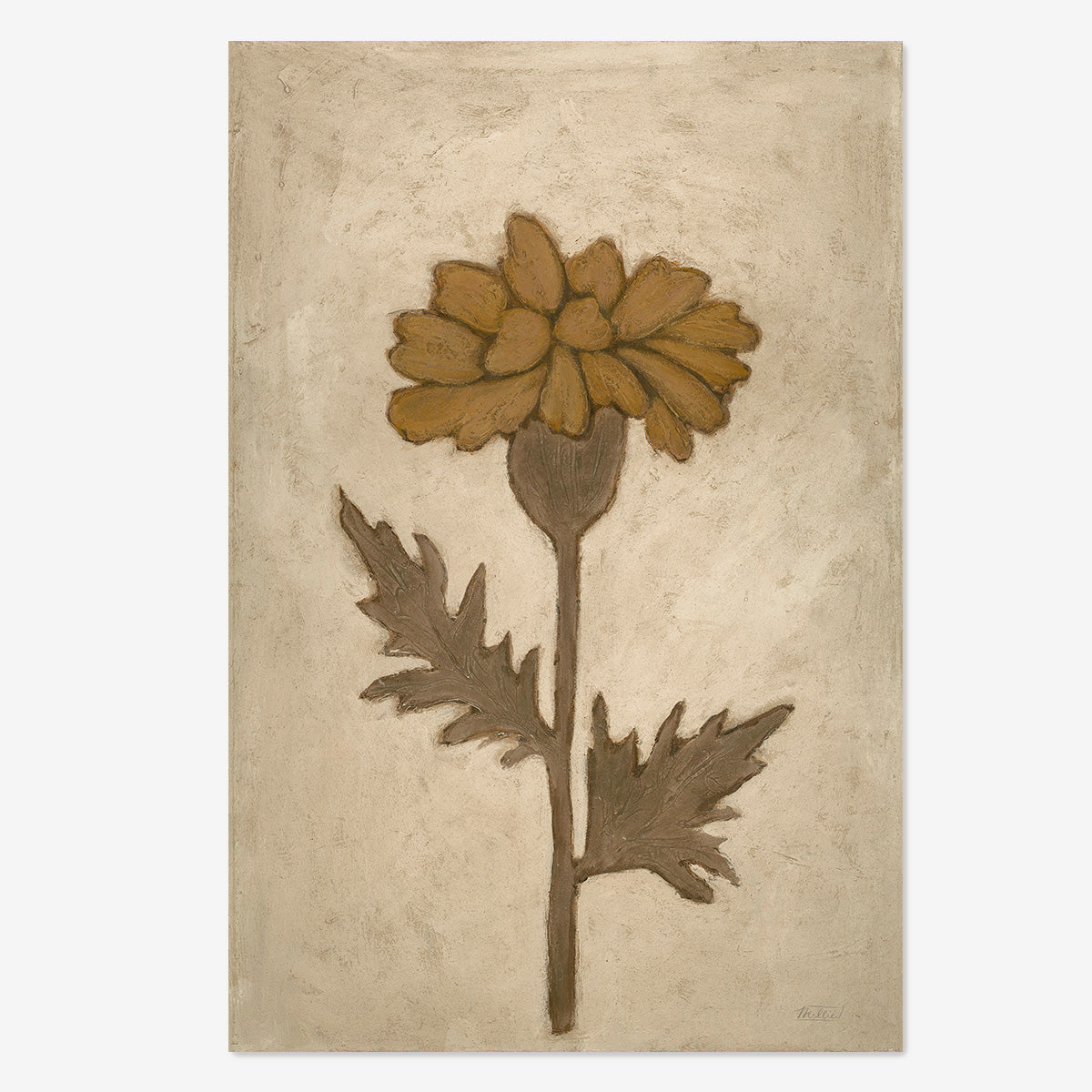 Marigold in White